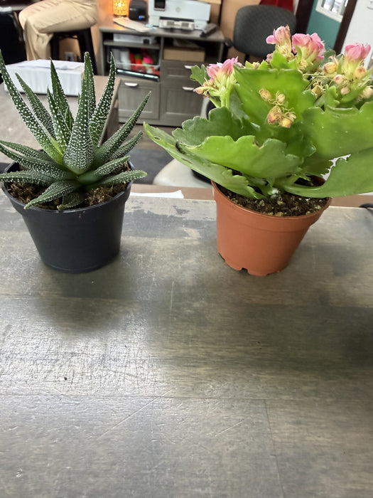 Mini Plants