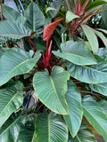 Rojo Congo Philodendron
