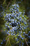 Southern/Eastern Red Cedar
