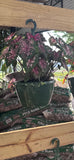 Caladium