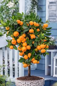Sour Orange - Calamondin
