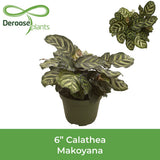 Peacock Plant