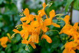 Cape Honeysuckle