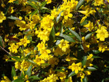 Carolina Jessamine