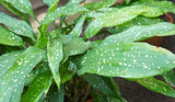 Aspidistra - Cast Iron "Milky Way"