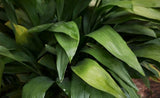 Aspidistra - Cast Iron