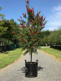 Bottlebrush - 'Red Cluster'