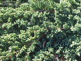 Nana Juniper
