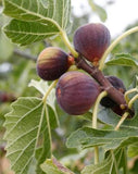 Fig - Celeste