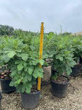 Fig - Celeste