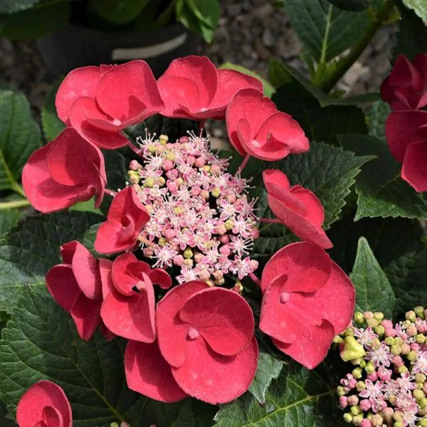 Hydrangea - Cherry Explosion
