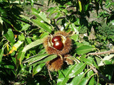 Chestnut - Dunstan