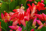 Christmas Cactus