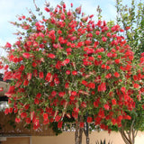 Bottlebrush - 'Red Cluster'