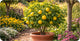 Citrus Trees