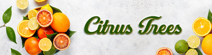 Citrus Trees