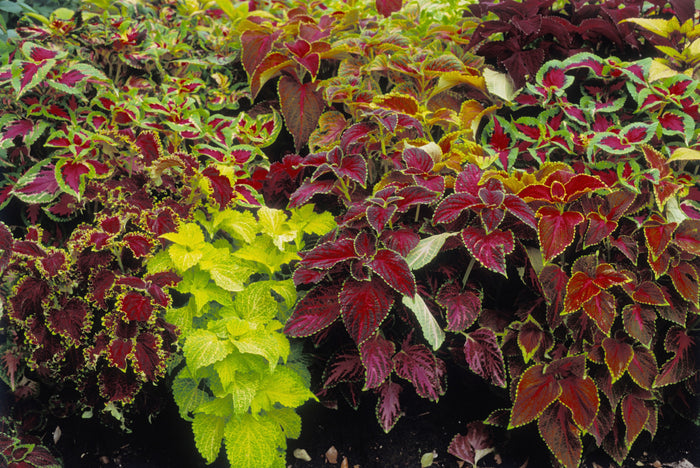 Coleus