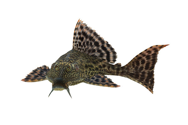 Fish Plecostomus M/L