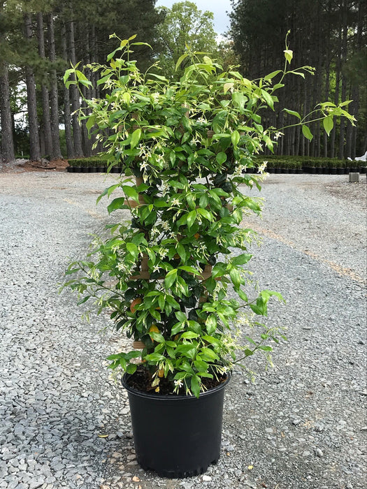 Confederate Jasmine - Trellised
