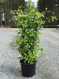 Confederate Jasmine - Trellised