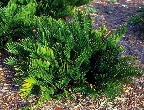 Coontie Palm