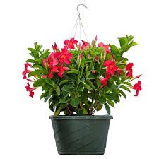 Dipladenia