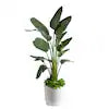 White Bird of Paradise with Philodendron Brasil