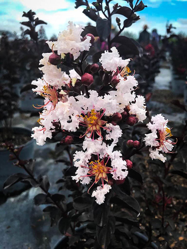 Crape Myrtle - Black Diamond Pure White