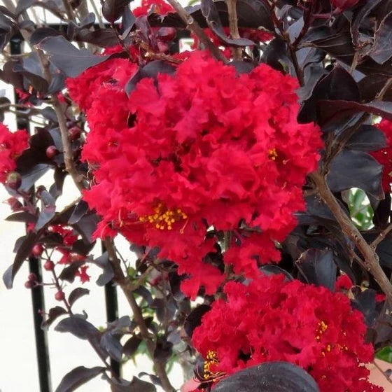 Crape Myrtle - Thunderstruck Rumblin Red
