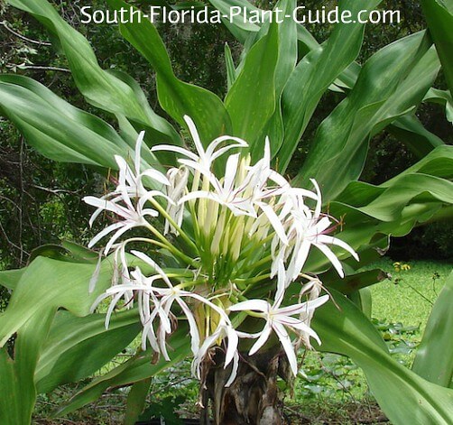 Green Crinum Lily