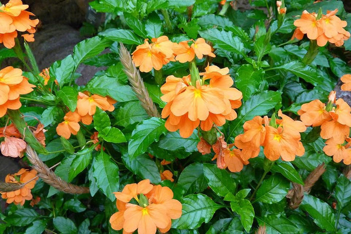 Crossandra