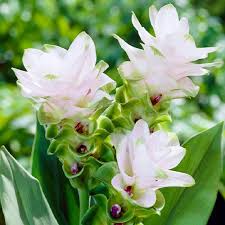 Curcuma - Siam Tuilp