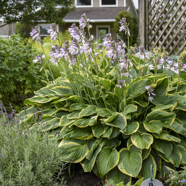 Hosta - Fortunei