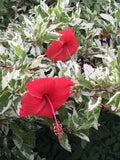 Hibiscus Bush