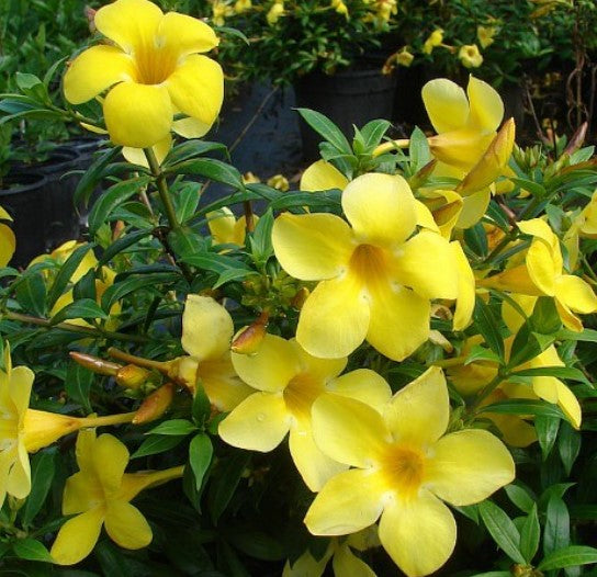 Dwarf Allamanda
