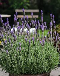 Lavandula Ladiva