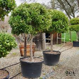 Green Ligustrum Tree - Topiary