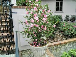 Camellia Japonica