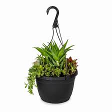 Cacti/Succulent Hanging Baskets