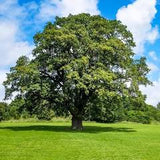 Shummard Oak