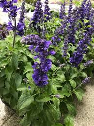 Salvia Haematodes