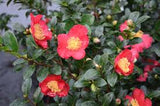 Camellia - Yuletide
