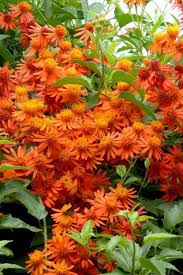 Mexican Flame Vine