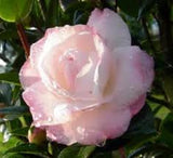 Camellia- October Magic Dawn