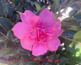 Camellia-October Magic Rose