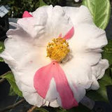 Camellia- Sweetie Pie