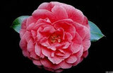 Camellia- Sara Frost