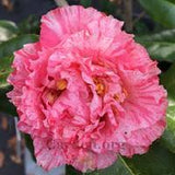Camellia - Happy Birthday