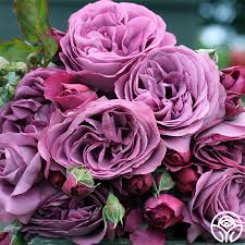 Plum Perfect Rose