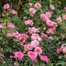 Drift Rose - Sweet